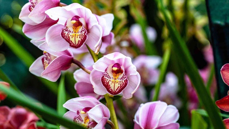 50ª Exposição Nacional de Orquídeas de Assis começa na Sexta-Feira 50ª Exposição Nacional de Orquídeas de Assis começa na Sexta-Feira