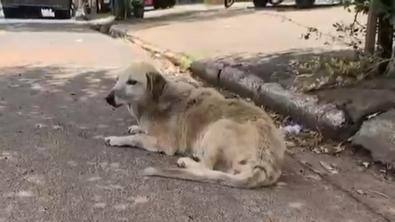 Requerimento solicita medidas pontuais, em especial, para cães e gatos em situação de abandono