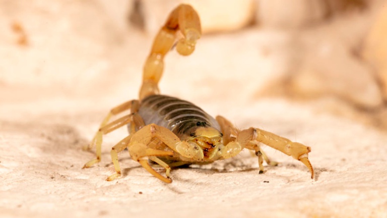 Documento solicita informações sobre incidência e medidas adotadas