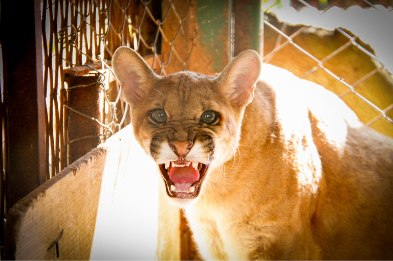 Dois meses após aprovação, repasse de R$ 15 mil à APASS ainda não foi depositado