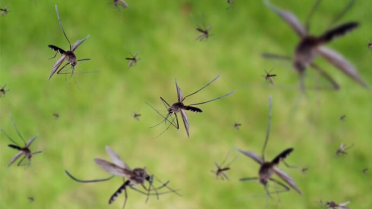 Legislativo requer ações do Executivo para combater infestação de pernilongos nas imediações do Ginásio ‘Jairão’