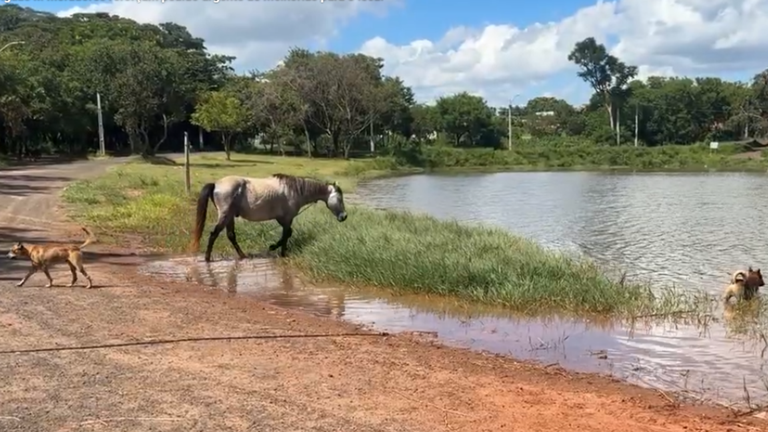 Situação tem motivado reivindicações para ações efetivas por parte da Administração Pública