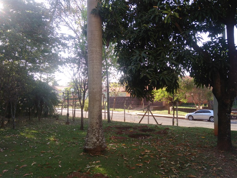 Obras do novo estúdio da TV Câmara Assis obrigam Câmara Municipal a retirar algumas árvores Obras do novo estúdio da TV Câmara Assis obrigam Câmara Municipal a retirar algumas árvores