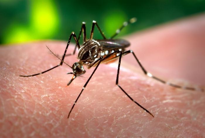 Sargento Valmir sugere tecnologia inovadora no combate à dengue Sargento Valmir sugere tecnologia inovadora no combate à dengue